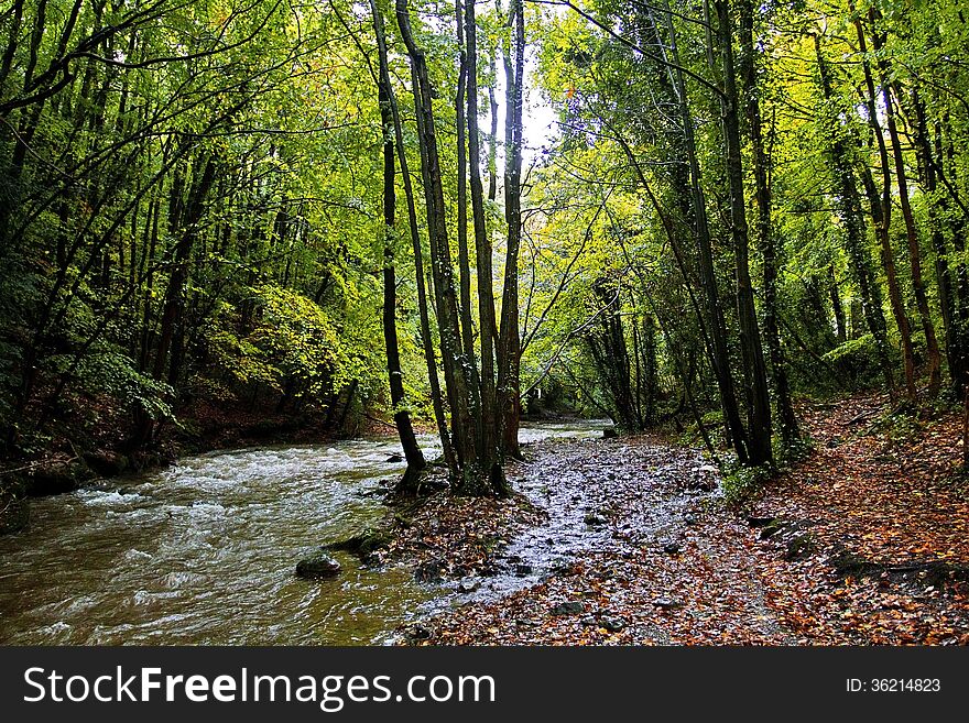 Autumn Trees along the River Alyn, Rhydymwyn