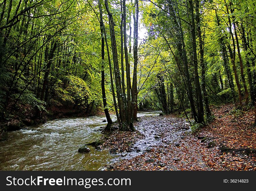 Autumn Trees Along The River Alyn, Rhydymwyn