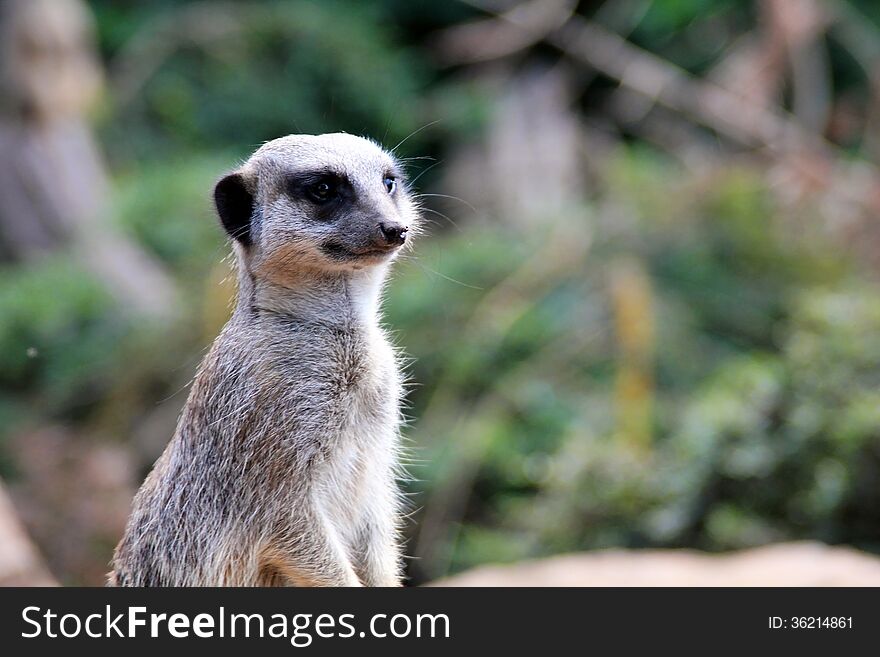 Portrait of a meerkat taken at Twycross Zoo