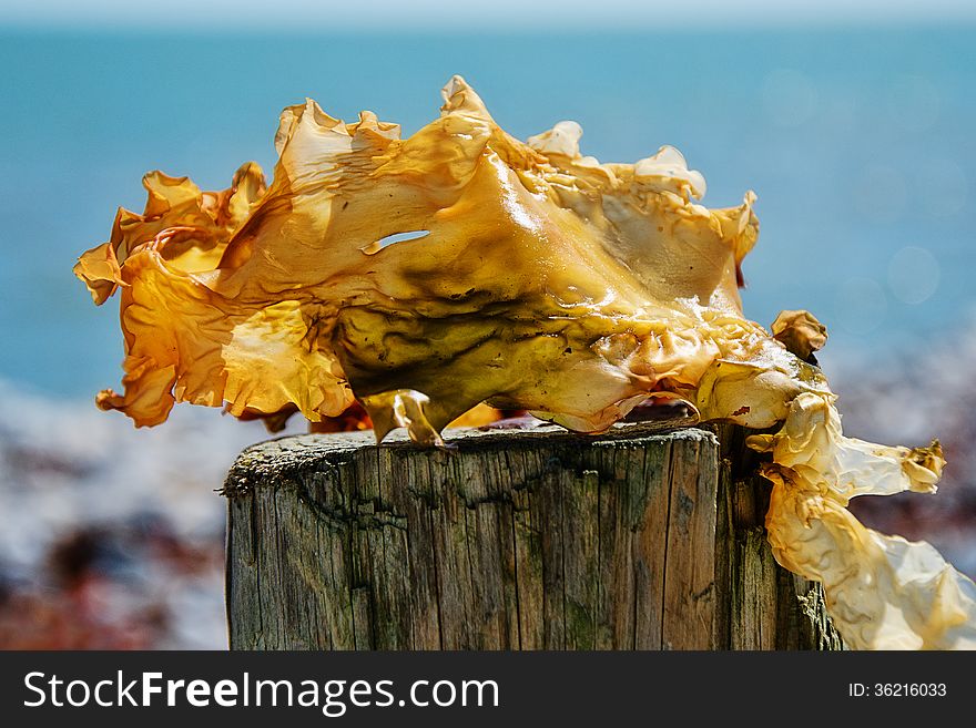 Seaweed placed on a wooded post to highlight details and textures. Seaweed placed on a wooded post to highlight details and textures.