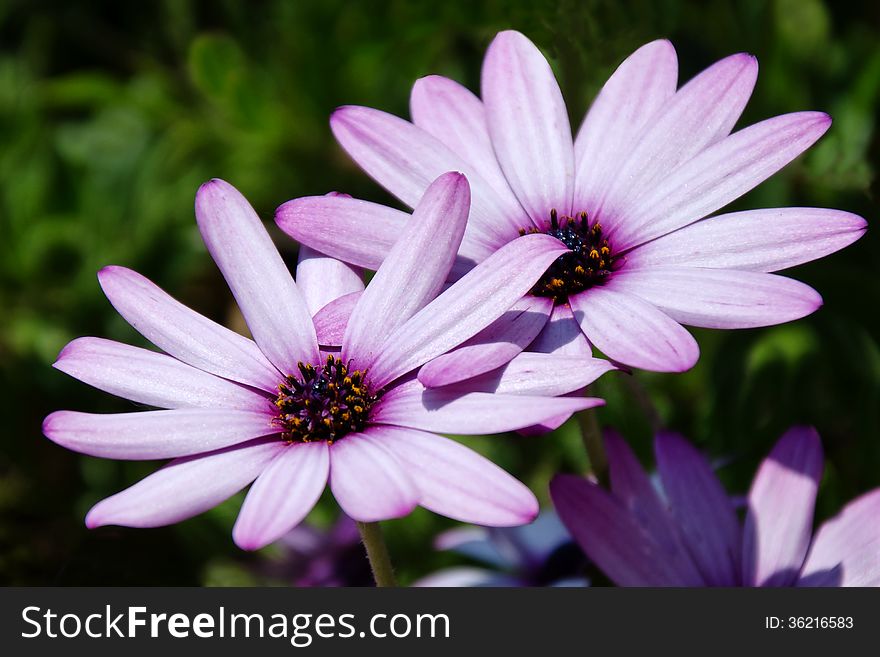 Pink daisies intertwined in a garden setting. Pink daisies intertwined in a garden setting.