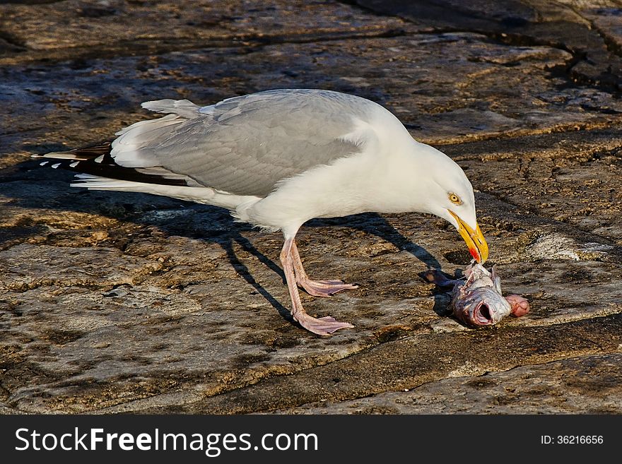 A Herring gull at the harbour eating scraps of fish. A Herring gull at the harbour eating scraps of fish.