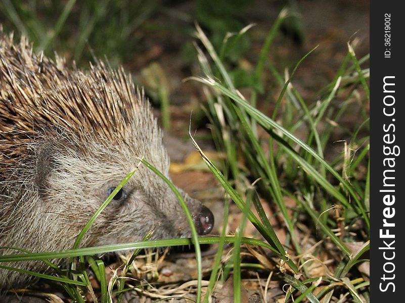 Hedgehog in the grass in nature