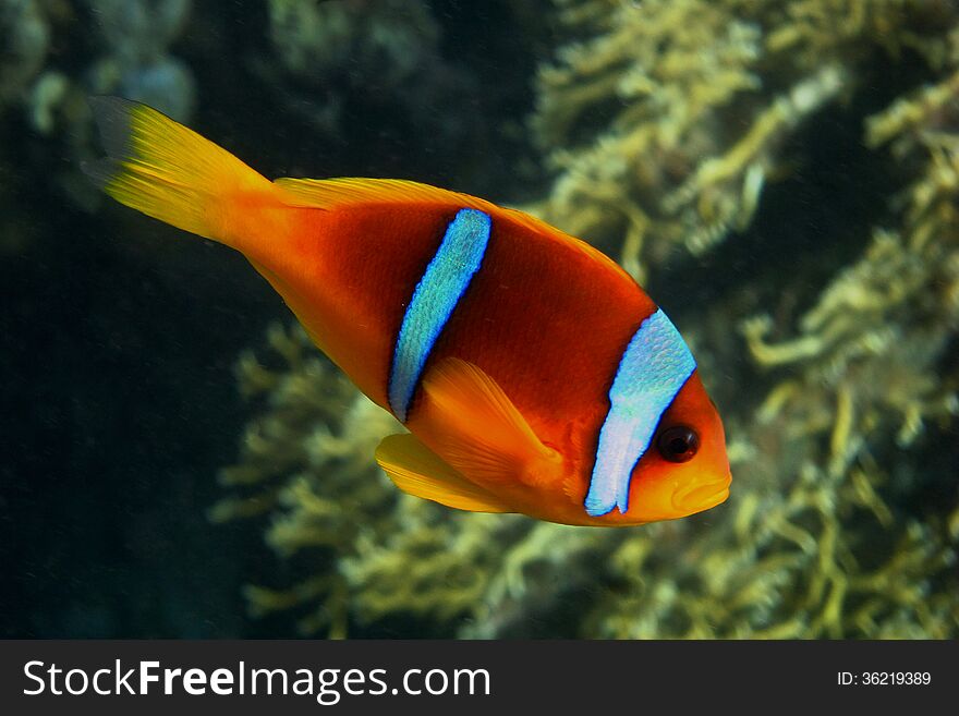 Red sea anemonefish in sea view from the side. Red sea anemonefish in sea view from the side