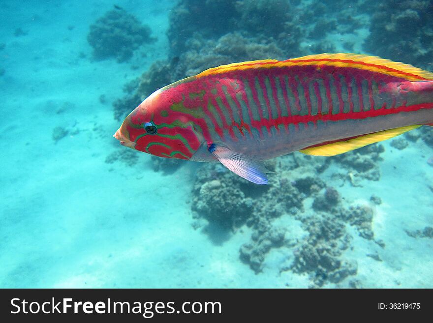 Red sea junker very close to the dip in the sea. Red sea junker very close to the dip in the sea