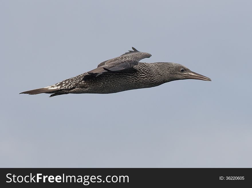 Young Gannet Flying Above The Sea