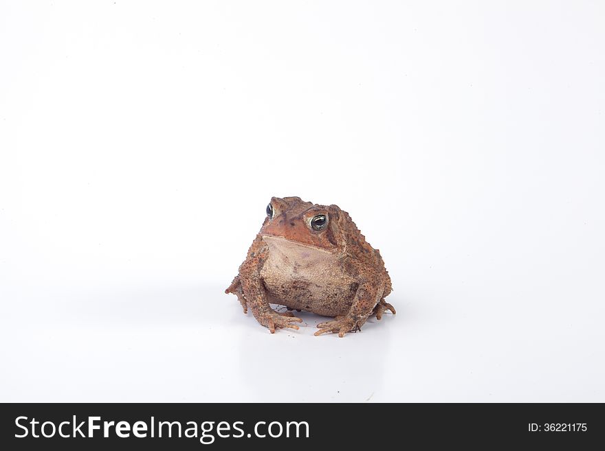 A brown toad isolated on a white background.