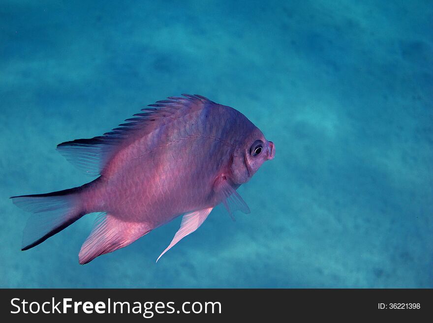 White Bellied Demoiselle Fish