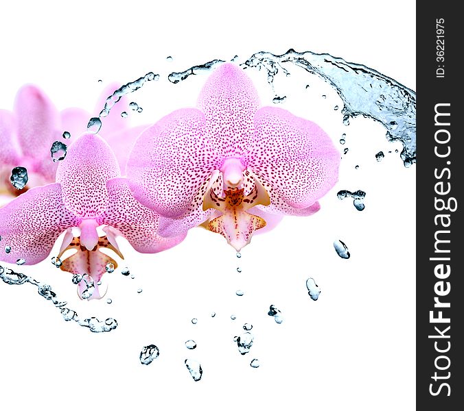 Nice pink orchid flowers in splashing water. Nice pink orchid flowers in splashing water