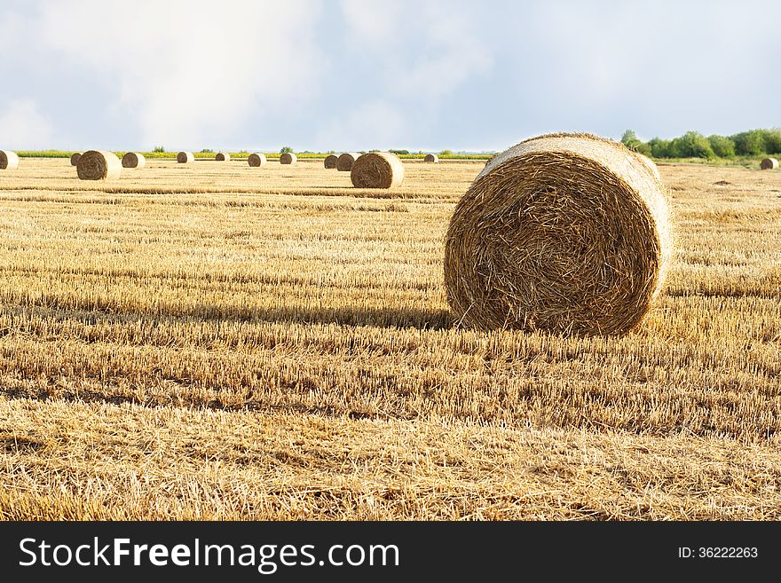 Renewable-Agriculture-fields and crops