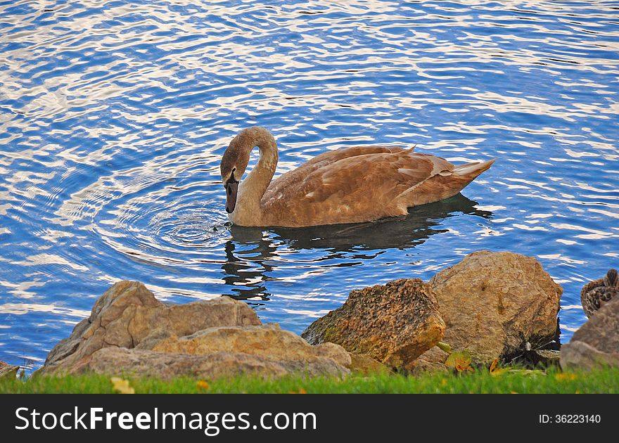 It's snack time for this bird floating on a tranquil lake. It's snack time for this bird floating on a tranquil lake