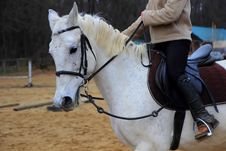 Horse And Rider In Motion Stock Images Horse And Rider In Motion Stock Images