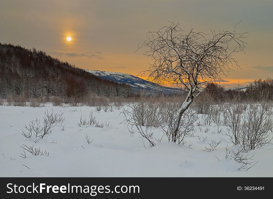 Winter dawn in the forest in the Far East. Russia. Winter dawn in the forest in the Far East. Russia.