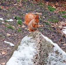 Red Squirrel Stock Image Red Squirrel Stock Image
