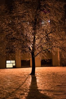 Views And Details After An Ice Storm Royalty Free Stock Images Views And Details After An Ice Storm Royalty Free Stock Images
