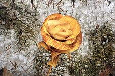 Free Rose Flower Handmade Of Birch Bark On The Old Birch Bark Stock Photo - 36248410