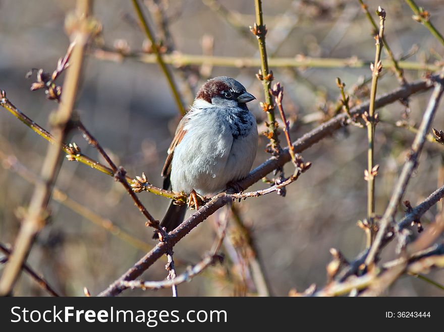 Sparrow sitting on a tree branch in winter park, Kyiv, Ukraine