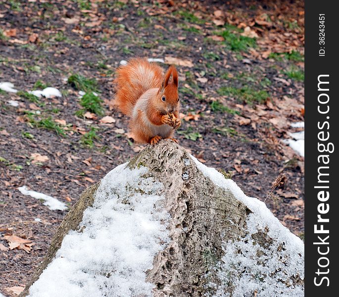 Red squirrel in winter park