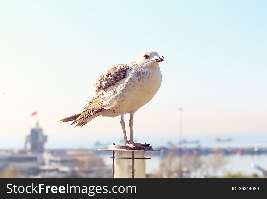 Seagull on the lantern toned image