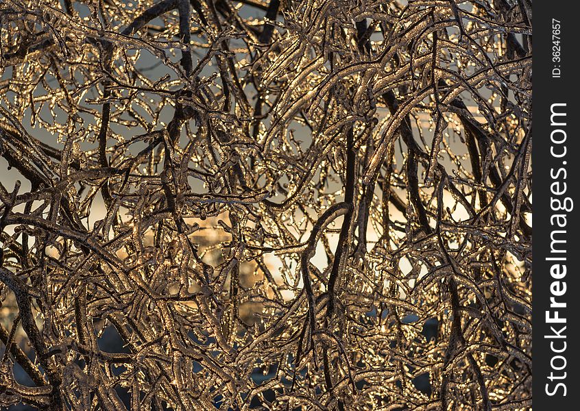 Views and details after an ice storm