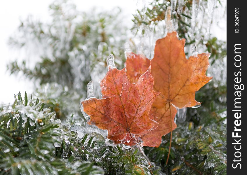 Frozen Maple Leaves