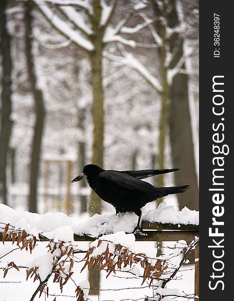 A pitch black raven tries to land on a snow covered fence. A pitch black raven tries to land on a snow covered fence.