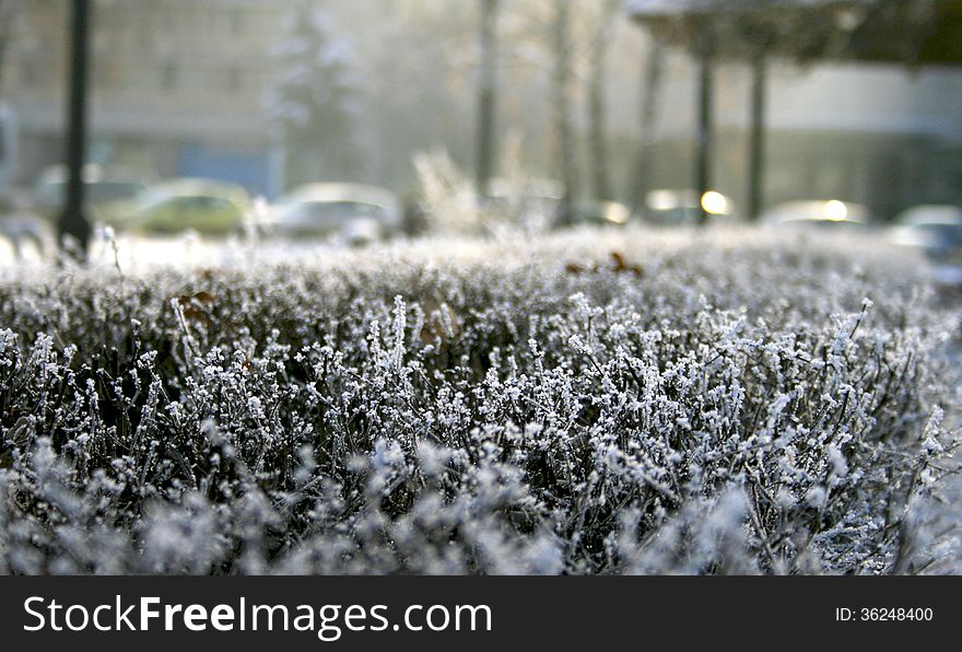 Frosty morning