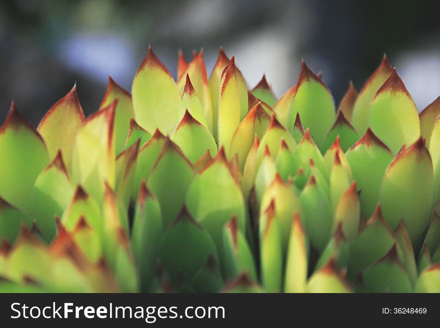 Macro picture of interesting green leaves with spiky red dyed tips. Macro picture of interesting green leaves with spiky red dyed tips.