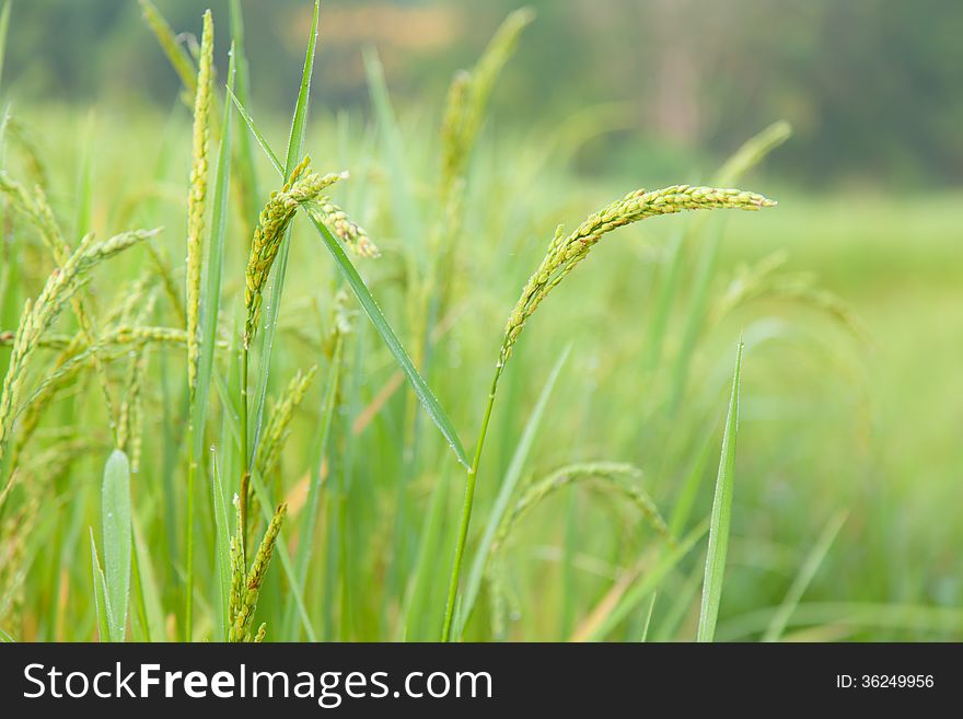 Rice in rice field Crops close to harvest within agricultural areas.