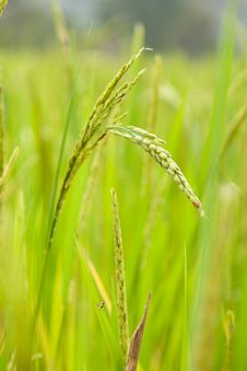 Rice In Rice Field Stock Photo