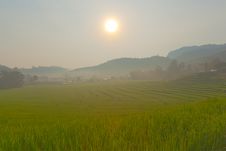 Rice Field On Mountain. Stock Photos