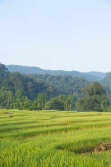Rice Field On Mountain. Stock Photo Rice Field On Mountain. Stock Photo