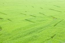 Rice Fields Stock Photo Rice Fields Stock Photo