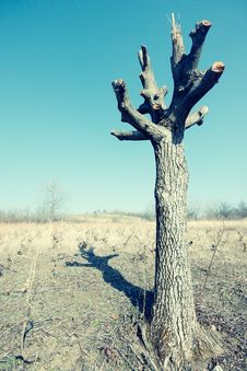Old Tree Stock Images Old Tree Stock Images