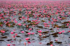 Red Lotus Pond Stock Image Red Lotus Pond Stock Image