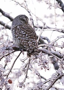 Barred Owl Displaced In Ice Storm Stock Photos
