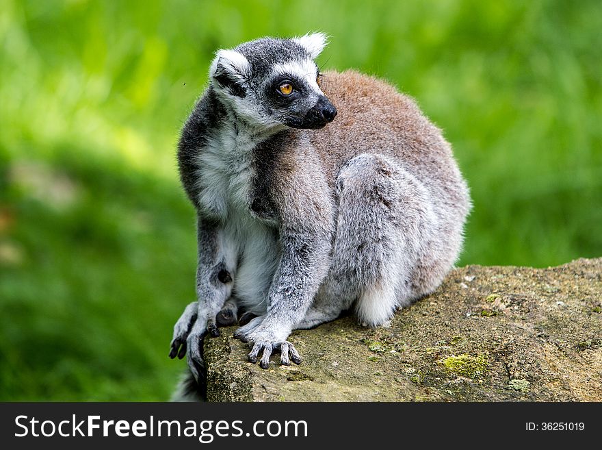Ring-tailed lemur watching for any danger