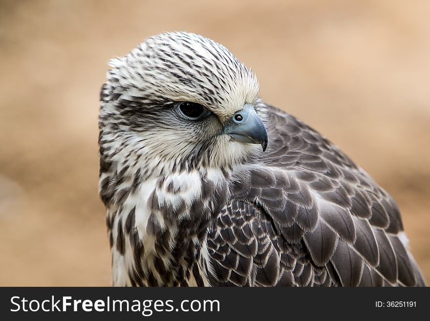 Saker Falcon (Falco cherrug) - portrait