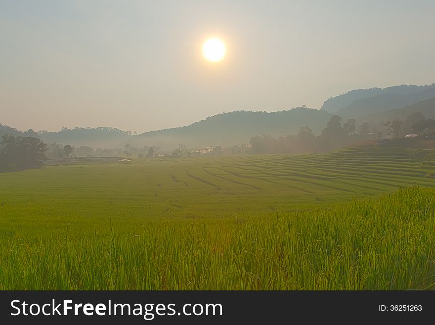 Rice field on mountain in morning.Stepped rice fields on mountain. Rice field on mountain in morning.Stepped rice fields on mountain.