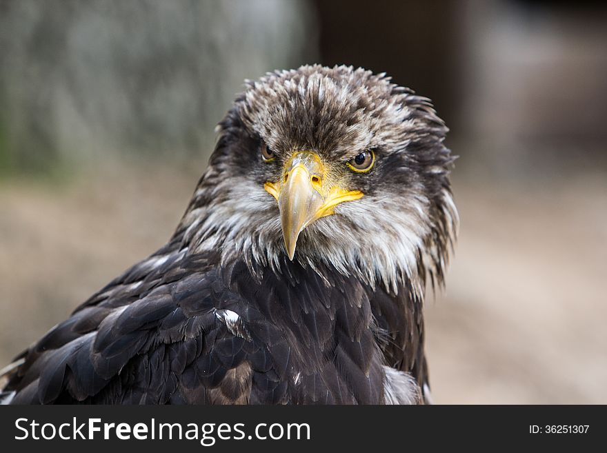 White-tailed Eagle - Seeadler