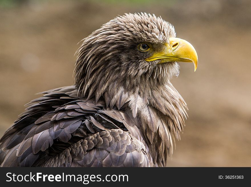 White-tailed Eagle - Seeadler ( - portrait