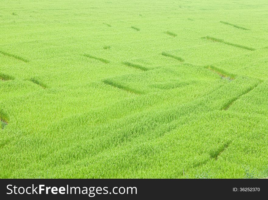 Rice Fields