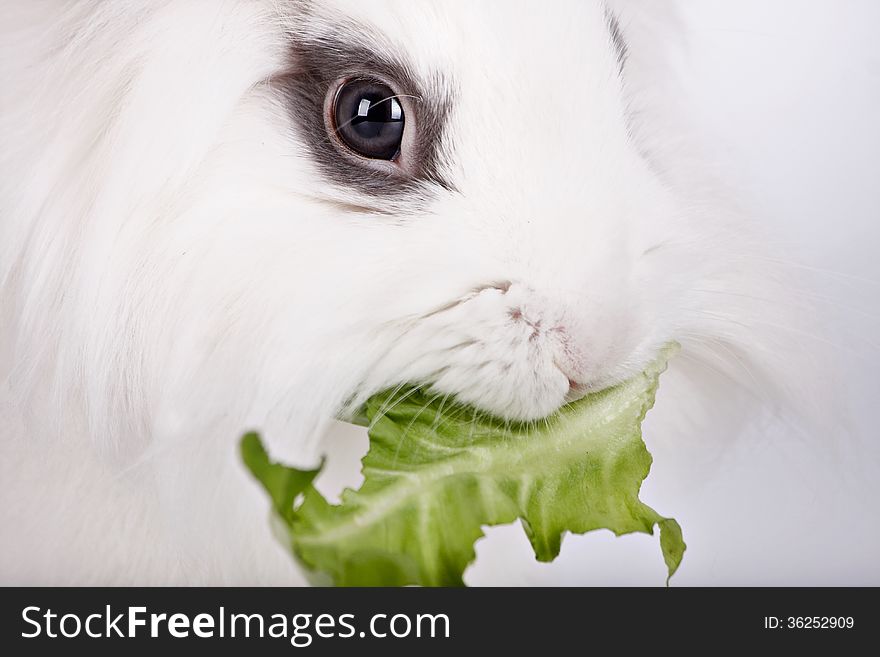 White rabbit, a lion's head, eats a salad