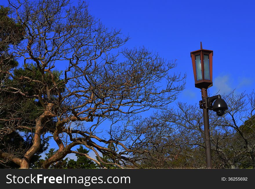 A lamp post and an artistic tree captured in Japan. A lamp post and an artistic tree captured in Japan