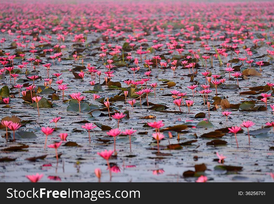 Red lotus pond