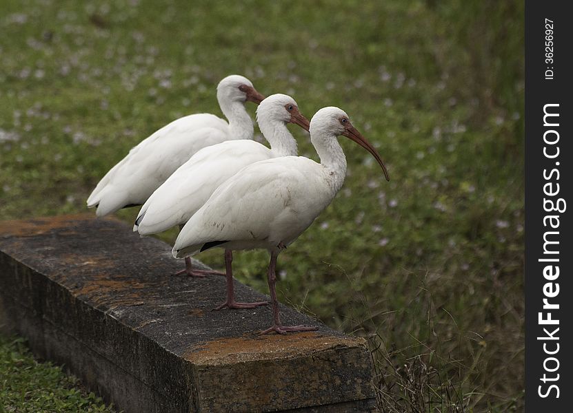 Three white ibises with red bills and legs standing together on rusty colored concrete against a green grass background. Three white ibises with red bills and legs standing together on rusty colored concrete against a green grass background
