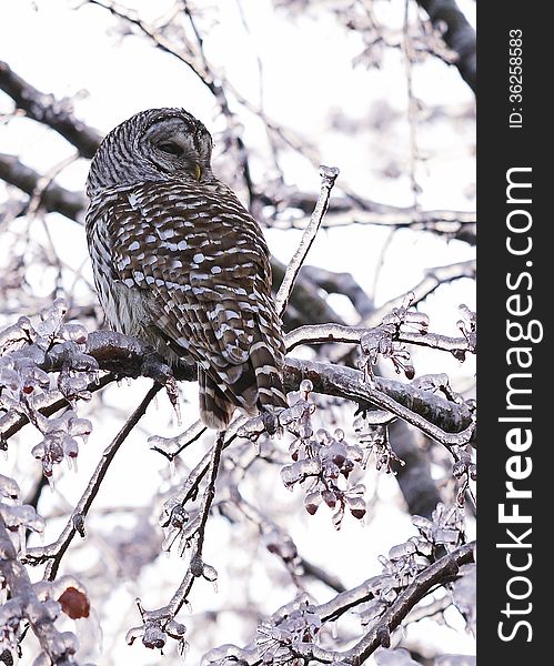 A beautiful Barred Owl surveys the landscape after an ice storm creates havoc in the forest, disturbing the natural habitat of many wild creatures. A beautiful Barred Owl surveys the landscape after an ice storm creates havoc in the forest, disturbing the natural habitat of many wild creatures.