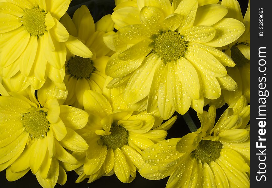 Flowers of a yellow chrysanthemum close up