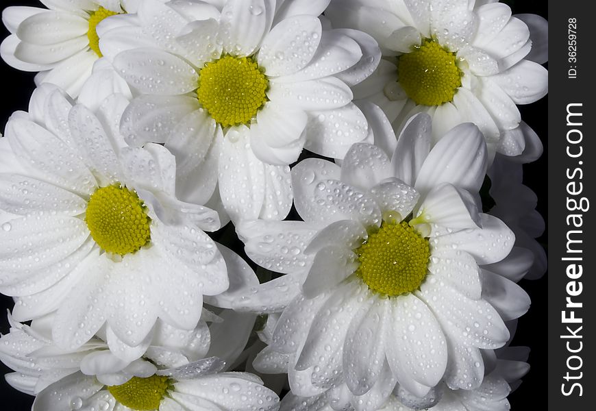 Flowers of a white chrysanthemum close up