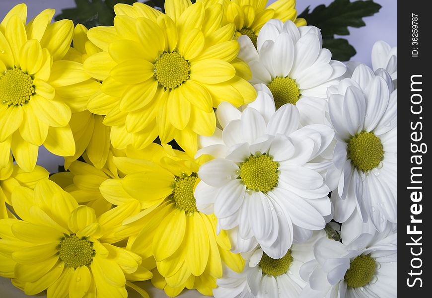 Flowers of a yellow and white chrysanthemum close up